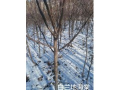 白兰地海棠,白兰地海棠价格,白兰地海棠批发优惠价格5004437098图1