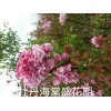牡丹海棠_牡丹海棠价格_优质牡丹海棠   吉林伊通上品园林