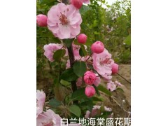 白兰地海棠盛花期 15004437098张女士 上品园林图1