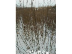 垂枝白桦三年生苗，吉林伊通上品园林15004437098图1