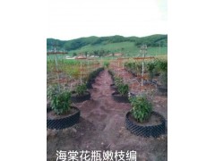 海棠花苗嫩枝编，15004437098张女士 上品园林图1