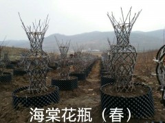 海棠系列造型 精美海棠造型 海棠花瓶_吉林伊通上品园林图1