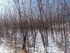 白兰地海棠图1
