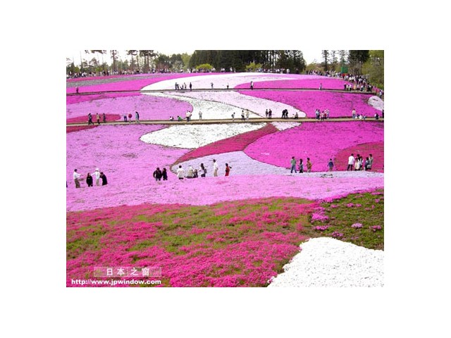 丛生福禄考