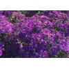 荷兰菊（粉色：玫红色；紫色花）