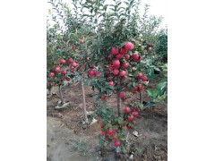 盆景苹果 提供专业的盆景苹果技术服务 电议价格 盆景批发销售图2