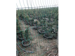 盆景苹果 沈阳市神农农业专业合作社 果树盆景 苹果盆栽 盆景销售图3