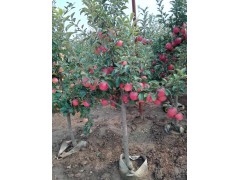 盆景苹果 沈阳市神农农业专业合作社 果树盆景定制销售图3