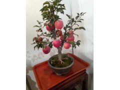 盆景苹果 专业盆景苹果生产基地 神农农业专业合作社图2