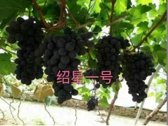 绍兴一号图1