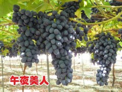 午夜美人图1