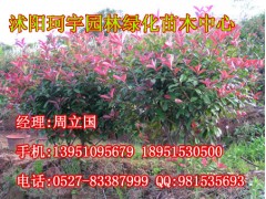 苗木展示图2