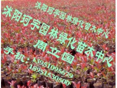 苗木展示图3