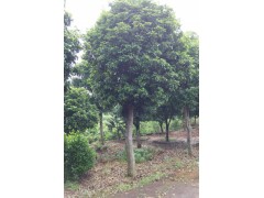 大量出售桂花图1
