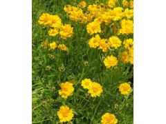 金鸡菊价格、沭阳15366978999图1