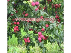 李子树苗批发 南阳李子苗价格 河南李子树苗批发基地图1