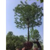 大规格国槐-大规格国槐苗-2017年苗木价格，滨州一景生态园林