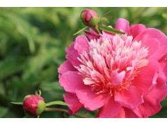 芍药苗图1