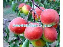 南阳杏树苗 杏树苗批发 河南杏树苗基地图1