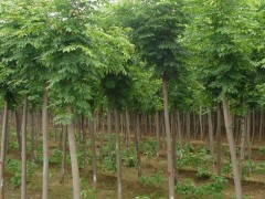 菏泽苗木_菏泽苗木价格，秦鹏花木种植专业合作社18366029333图1