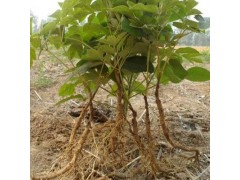 基地牡丹花苗批发 4-6分枝牡丹苗 牡丹花苗 当年开花 包成活图1