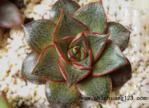 常见的多肉植物怎么养?