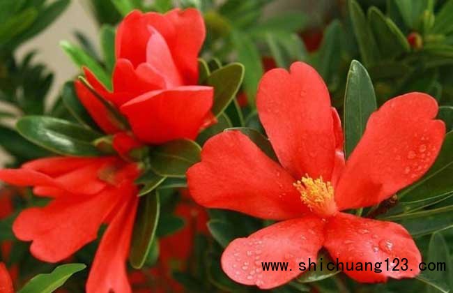 四季茶花