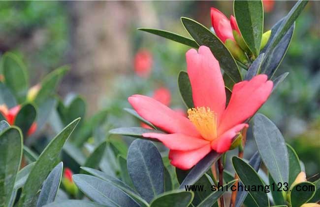 四季茶花