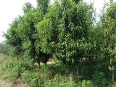 青岛抬头园林供应规格4-14公分碧桃图1