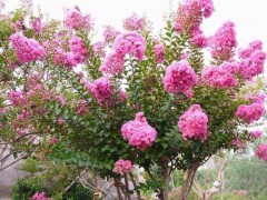 河南诚信园林苗圃场常年低价出售2到10公分紫薇8万颗图1