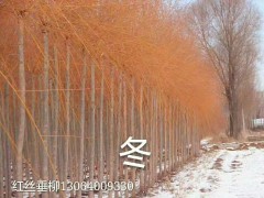 垂柳 济南市鑫森源红丝垂柳繁育基地图2