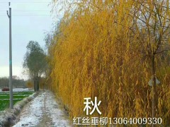 垂柳 济南市鑫森源红丝垂柳繁育基地图3