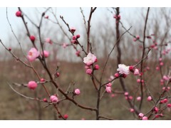 抗寒梅花、抗寒牡丹、抗寒桃树图1