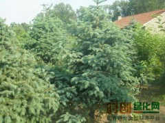 云杉_植物品种库_云杉百科介绍-全球花木网，云杉工程苗，云杉图1