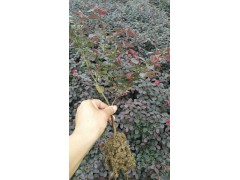 红花继木高30到40公分800000棵现货处理，图1