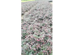 红花继木/红继木/红梽木/红桎木/红檵花/红梽花图1