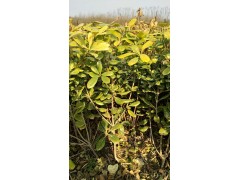 海桐/海桐球/海桐工程苗/海桐小苗/海桐种子 诚信园林苗圃图2