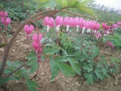 牡丹芍药 金祥牡丹种植有限公司图2