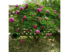 牡丹芍药 金祥牡丹种植有限公司图3