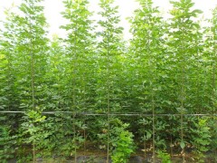 各种白蜡，国槐、榆树、柳树、香花槐、五色槐、金叶榆、丝棉木、桧柏等乔木图1