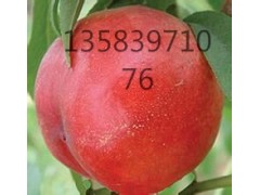 中油16，18油桃苗，12-33油桃苗，风味皇后桃苗图1