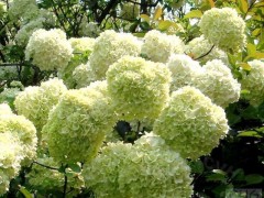 常绿类：
    云杉、油松、雪松、华山松、白皮松，龙柏，北京桧柏、河南桧、西安桧、望都塔桧、沙地柏、侧柏、洒金柏、河南桧柏球、北京桧柏球；大叶黄杨、小叶黄杨、朝鲜黄杨、北海道黄杨、大叶黄杨球、红叶小檗小叶黄杨球、金叶女贞球、 胶东卫矛、剑麻-丝兰，早园竹。花灌木类：
    珍珠梅、黄刺梅、红玫瑰、连翘、迎春、水蜡.金叶水蜡，棣棠、红瑞木、金钟花，紫丁香、忍冬、粉花麦李、黄花锦鸡、红王子锦带、四季锦带、太平花、木绣球、金银木、木槿、蔷薇、花石榴、果石榴、紫荆、紫薇、紫藤、金山绣线菊、金焰绣线菊、珍珠绣线菊、日本绣线菊、贴梗海棠，曼海姆月季、丰花月季、金玛丽月季、红帽子月季、大花月季；紫叶稠李，红叶碧桃、黄栌，红栌，绿叶碧桃、榆叶梅、美人梅、紫叶李、紫叶矮樱、西府海棠、红宝石海棠、垂丝海棠、日本樱花、红玉兰 、白玉兰,广玉兰，黄玉兰。
    宿根地被花卉
    假龙头，蛇鞭菊，落新妇、婆婆娜，千屈菜，八宝景天、德国景天，红叶景天，三七景天，宿根福禄考、丛生福禄考，地被菊、荷兰菊、金娃娃萱草、大花萱草，白玉簪、紫玉簪，花叶玉簪，紫叶酢桨草、 常夏石竹、五彩石竹、蓝花鸢尾、德国鸢尾，紫露草、兰花鼠尾草、醉鱼草、玉带草、松果菊，金鸡菊，二月兰，大花秋葵、马兰，早熟禾系列草坪、白三叶草、丹麦草。
    藤本类：
    五叶地锦，三叶地锦，金银花，小叶扶芳藤，金边扶芳藤，常春藤，凌霄，蔷薇。
    乔木/果树类：
    栾树、五角枫、银杏、法桐、白蜡、火炬、杜仲、合欢、青桐；国槐、金枝槐、龙爪槐，金叶槐，香花槐、江南槐、刺槐、龙爪金叶垂槐；丝绵木，丛生金叶榆，大叶垂榆、金叶榆，金叶垂榆，千头椿、垂柳、馒头柳、速生柳、金丝垂柳；毛白杨、107杨、。红果海棠，柿子树，果石榴。热　线：13930205665 
电　话：0312-2551161 
传　真：0312-2551161
网　址：www.chunyuanmiaopu.com 
电子信箱：489408698@qq.com 