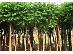 千头椿小苗_千头椿幼苗_红叶臭椿树价格_山东冠县绿城苗木合作社图1