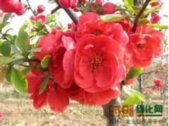 精品牡丹就选菏泽<秦鹏花木种植专业合作社>品种多，专业精品牡丹图1