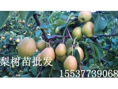 驻马店桃树苗 驻马店桃树苗批发 驻马店果树苗基地图2