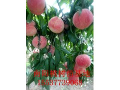 驻马店桃树苗 驻马店桃树苗批发 驻马店果树苗基地图3