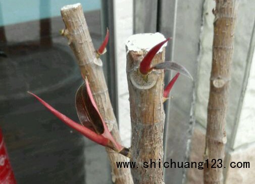橡皮树怎么砍头（图）