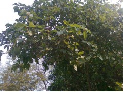 8公分桂花树价格_因土地到期_八月桂花树苗_全部低价出售图1