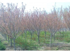 3-15公分樱花，青岛御树林园艺场 13573843567图1