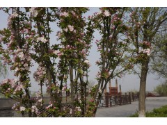 2-8公分西府海棠，青岛西府海棠价格，陈立智 13573843567图1